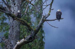 Seeadler