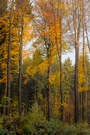 Die Farben des Waldes