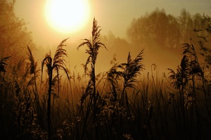 Sonnenaufgang im Sumpfgebiet