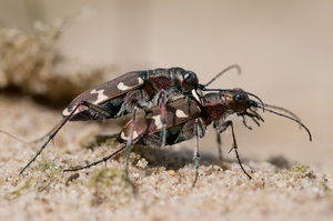 Sandlaufkäfer Paarung