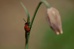 kleiner Roter