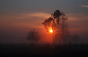 Als die Sonne heute morgen über die Wipfel stieg....