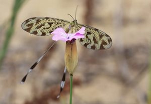 Fadenhaft - Nemoptera Coa