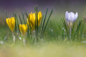 Frühlingsboten die zweite