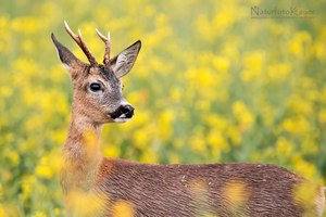 Der Rapsbock