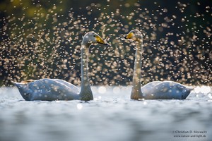 Mücken und Schwäne