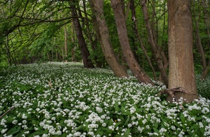 Im Bärlauchwald