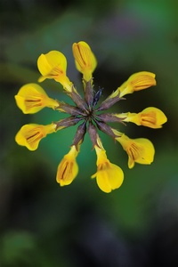 Hufeisenklee