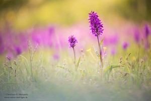 Wiese mit Breitblättrigem Knabenkraut