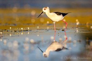 Stelzenläufer (Himantopus himantopus)