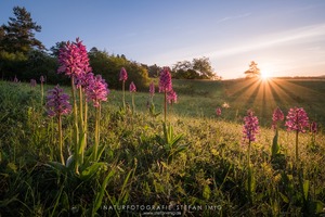 Sonnenaufgang im Hegau