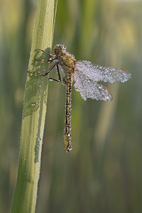 Perle der Natur