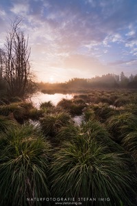 Sonnenaufgang im Ried