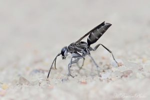 Bleigraue Wegwespe (Pompilus cinereus)