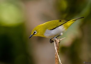 Ceylon Brillenvogel ( Zosterops ceylonensis)