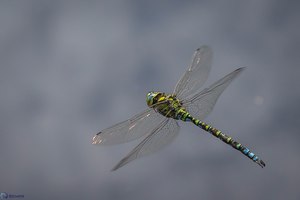 Blau Grüne im Flug