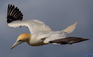 Auf Helgoland