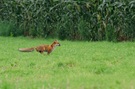 Fox on the run!