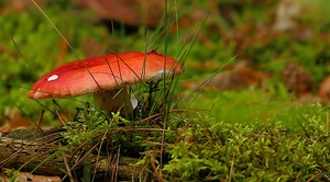 Herbsstimmung im Wald