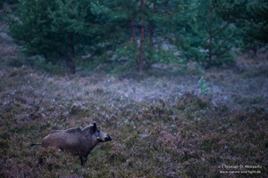 Morgens in der Heide