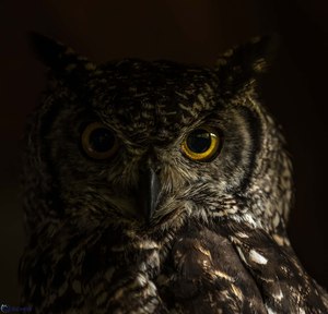 Jäger im Halbdunkel