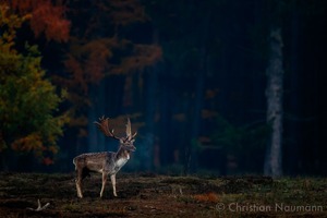 Damhirsch (dama dama) während der Brunft im allerletzten Licht