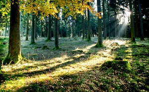 Wald