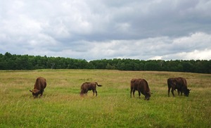 Wisente in der Schorfheide