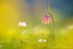 Schachblume, Schachbrettblume oder auch Kiebitzei (Fritillaria meleagris)