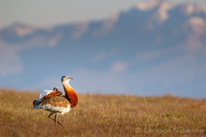 Großtrappe (Otis tarda) -  Great bustard