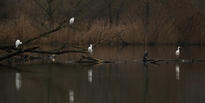 Silberreiher an ihrem Rückzugsort