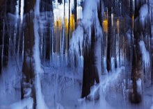 Winterwald mit Rückenlicht