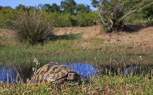 Ein Paradies nicht nur für Schilldkröten