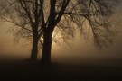 Morgen-Nebel-Stimmung