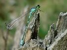 Mond-Azurjungfer (Coenagrion lunulatum)