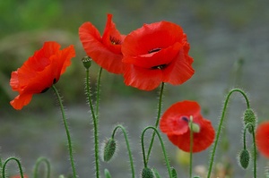 Einfach Mohn