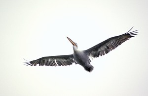 Krauskopfpelikan (Pelecanus crispus) ND