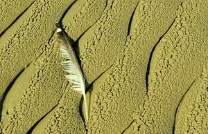 Feder am Strand