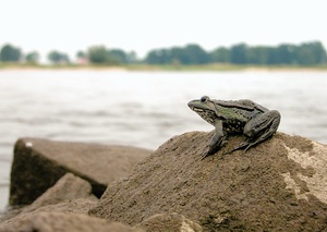 Noch eine 'Froschperspektive'