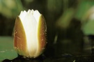 Knospe einer Weißen Seerose (Nymphaea alba)