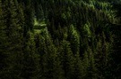 Wald - Gsieser Tal