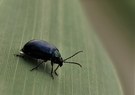 Blauer Käfer mit Wasserperle