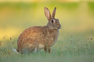 Wildkaninchen (Oryctolagus cuniculus)