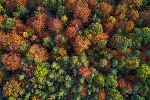 ~Herbstwald~