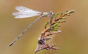 Kleine Binsenjungfer