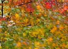 Herbstmalerei