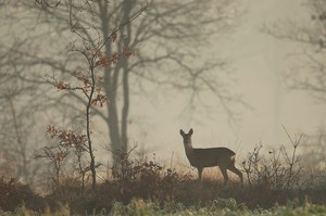 Dezembermorgen