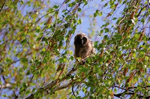 Waldohreule Jungvogel....