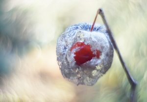 Weiche Physalis