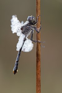 Schwarze Heidelibelle